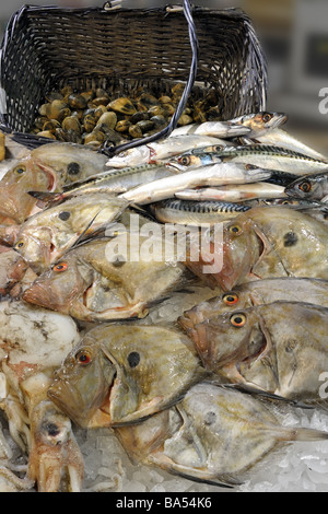 John Dory su una lastra di pescivendoli anche sul display sono sgombri calamari e un cestello di cardidi Foto Stock