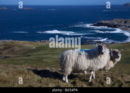 Due pecore in un campo remoto accanto alla costa a Malin Head sulla Penisola di Inishowen County Donegal Repubblica di Irlanda Foto Stock