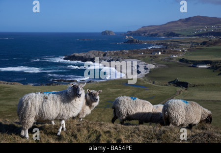 Gregge di pecore in un campo remoto accanto alla costa a Malin Head sulla Penisola di Inishowen County Donegal Repubblica di Irlanda Foto Stock