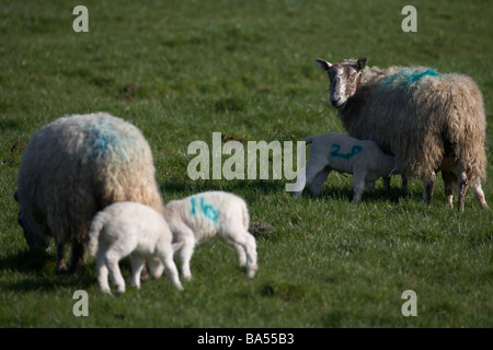 Agnelli a molla con coppie di madre pecore la alimentazione di una pecora a guardare in un campo nella contea di Armagh nell'Irlanda del Nord Regno Unito Foto Stock