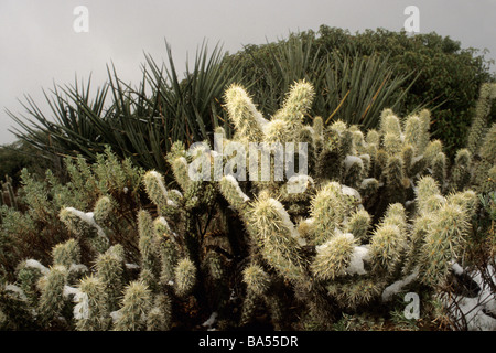 Coperta di neve orsacchiotto Cholla Cactus (Opuntia bigelovii) in Anza Borrego Desert State Park, California, Stati Uniti d'America. Foto Stock