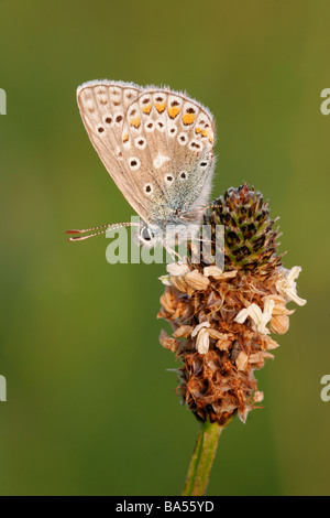 Comune di Blue Butterfly sono ' appollaiati, Polyommatus icarus. Noar Hill, Hampshire, Inghilterra, Regno Unito. Foto Stock