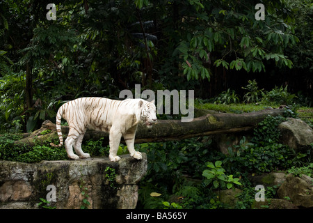 Un Bengala Tigre Bianca si aggira intorno al suo involucro in corrispondenza del Singapore Zoo Foto Stock