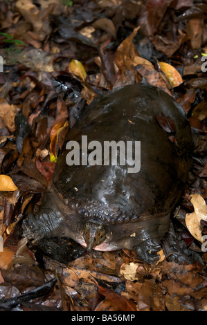 Wild asiatici o Asian guscio morbido turtle Amyda cartilaginea In Pang Sida Parco Nazionale Sakeo Thailandia Aprile 2009 Foto Stock