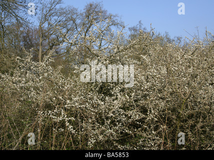 Fiori del prugnolo albero, Prunus spinosa, Rosacee Foto Stock