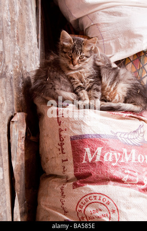 I gatti randagi gattini in un tranquillo angolo dei Souk della Medina, Marrakech Foto Stock