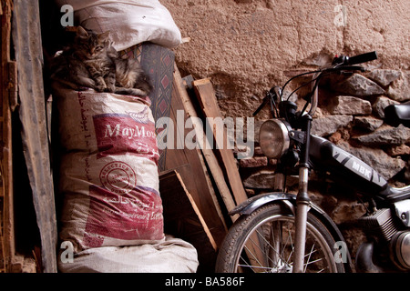 I gatti randagi gattini in un tranquillo angolo dei Souk della Medina, Marrakech Foto Stock