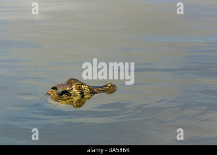 Un giovane caimano nero (Melanosuchus niger) galleggianti in Amazzonia foresta allagata acque nella Riserva Mamirauá, Brasile. Foto Stock