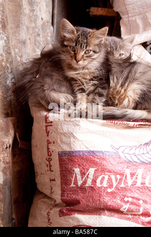 I gatti randagi gattini in un tranquillo angolo dei Souk della Medina, Marrakech Foto Stock