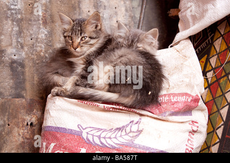 I gatti randagi gattini in un tranquillo angolo dei Souk della Medina, Marrakech Foto Stock