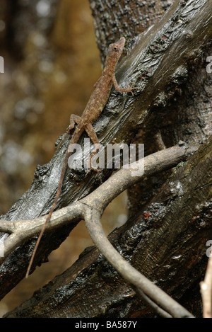 Un esile Anole (Anolis fuscoauratus) su un albero in Amazzonia foresta allagata in Brasile. Foto Stock