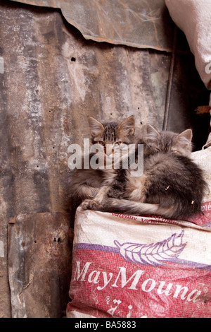 I gatti randagi gattini in un tranquillo angolo dei Souk della Medina, Marrakech Foto Stock