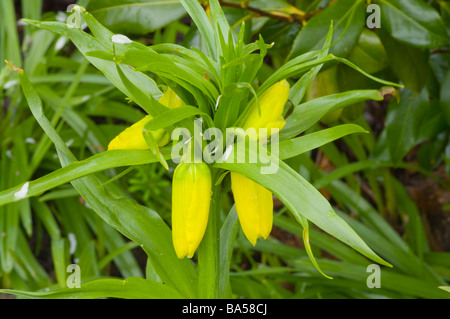 Giallo Fritillaria Imperialis Lutea Maxima Crown Imperial Foto Stock