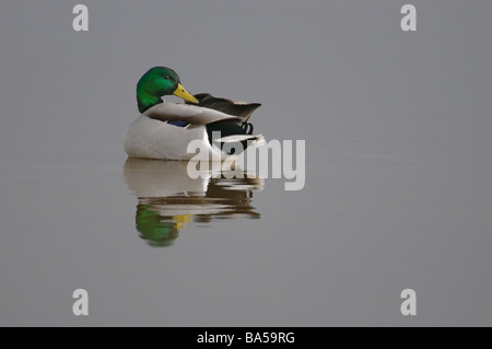 Germano reale Anas platyrhynchos drake nella primavera del piumaggio Foto Stock