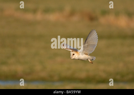 Barbagianni Tyto alba la caccia su pascolo di paludi in North Norfolk Marzo Foto Stock