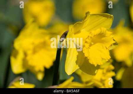 La molla narcisi a Nowton Park in Bury St Edmunds Foto Stock