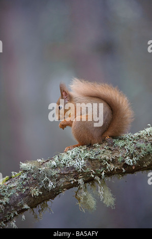 Scoiattolo rosso Sciurus vulgaris in Caledonian pineta in inverno Speyside Scozia Febbraio Foto Stock