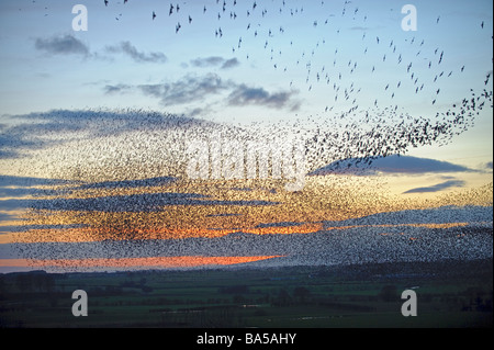 Stormo di storni Sturnus vulgaris battenti a roost invernale al tramonto vicino a Gretna Green Scozia Febbraio 2009 Foto Stock