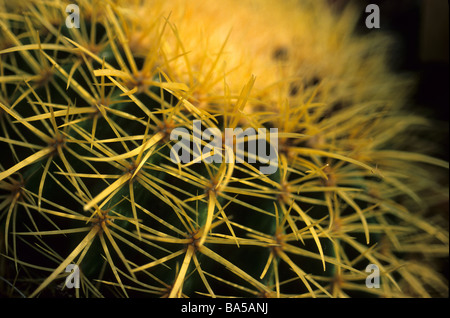 Beehive Cactus Coryphantha andreae Foto Stock