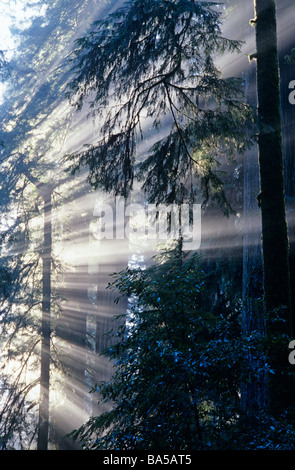 Jedediah Smith Redwoods State Park Redwoods Parco Nazionale di alberi nella nebbia sun nella California del Nord stato USA Foto Stock