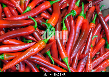 Primo piano di una pila di rosso lungo i peperoncini Capsicum annuum Amando Foto Stock