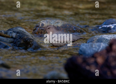 American Dipper Cinclus mexicanus in piedi nel flusso impetuoso a Goldstream Park Victoria Vancouver Island in aprile Foto Stock