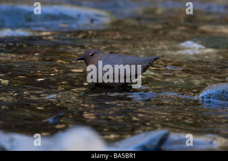 American Dipper Cinclus mexicanus in piedi nel flusso impetuoso a Goldstream Park Victoria Vancouver Island in aprile Foto Stock