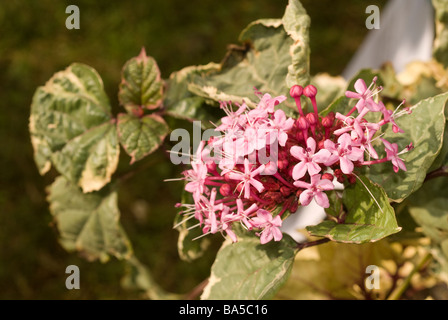 Rose glorybower Clerodendrum bungei "diamante rosa', Verbanaceae Foto Stock