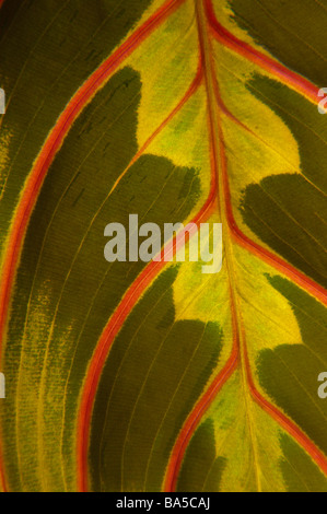 Close-up di Marantaceae (impianto di preghiera) foglie Foto Stock