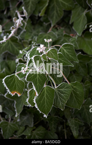 Ivy, Hedera Helix, orlata con brina di bue a Dorset, Regno Unito, nel mese di gennaio Foto Stock