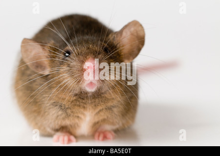 House Mouse Mus musculus Foto Stock