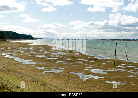 Numerosi pali di legno affondata nella Culbin sands ha agito per impedire la guerra mondiale 2 nemico alianti da sbarco Morayshire SCO 2331 Foto Stock