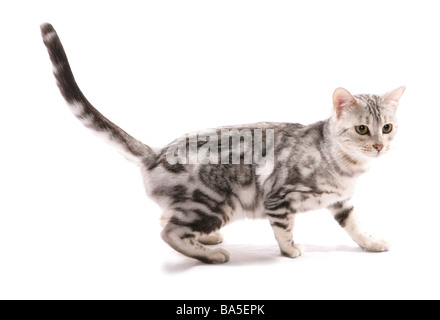 Snow bengal marmorizzato gatto ritratto permanente di studio Foto Stock