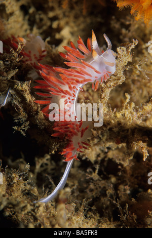 Tre-rigato Aeolid (Flabellina trilineata) nudibranch sull isola di Santa Cruz, California National Park, Stati Uniti d'America. Foto Stock