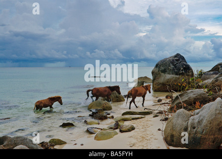 Cavalli a piedi al mattino presto a isola Phu Quoc, Vietnam Foto Stock