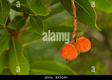 Corbezzolo (Arbutus unedo frutta, corbezzolo, Isola di Capraia, Toscana, Italia Foto Stock