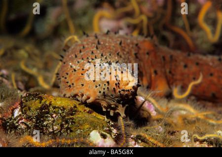Warty sea cucumber (Parastichopus Parvimensis) on the sea floor at Santa Cruz Island, California Channel Islands National Park, USA. Foto Stock