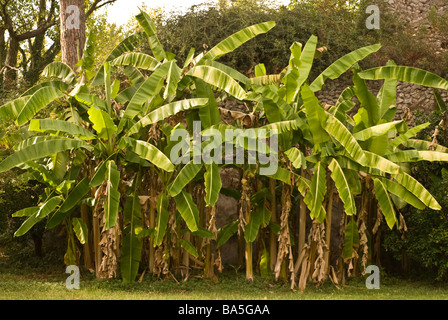 Banana tre Musa sp., Musaceae, Giardini di Ninfa, Latina, Lazio, Italia Foto Stock