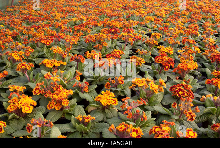 Primula castigliana essendo piante coltivate in serra Foto Stock