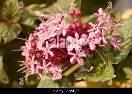 Rose glorybower Clerodendrum bungei "diamante rosa', Verbanaceae Foto Stock