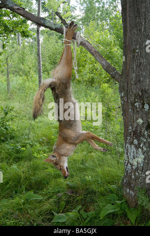 Raccolte coyote Foto Stock