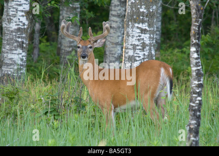 White-tailed buck accanto a una foresta Foto Stock