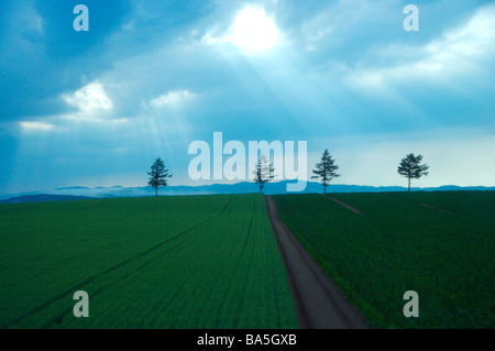 Rottura sole attraverso le nuvole nel campo verde Hokkaido Foto Stock