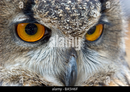 Il Bengala Gufo reale Foto Stock