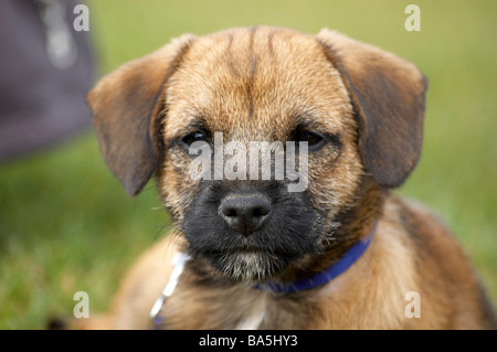 Un simpatico border terrier cucciolo Foto Stock