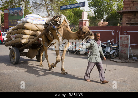 Uomo a camminare a piedi nudi, portando il suo cammello e cammello disegnato carrello lungo una strada, Bikaner, Rajasthan, India Foto Stock