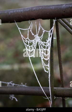 Ragni ragnatela, ragnatela gelida, sul cancello coperto di brina di buoi a Dorset, Regno Unito in gennaio Foto Stock