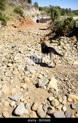 Pastore Tedesco cane a camminare in un letto asciutto del fiume a Enterrios, Mijas, Andalusia, Spagna, Europa Foto Stock