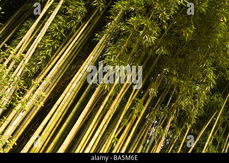 Germogli di bambù (Phyllostachys edulis), Poaceae, nei Giardini di Ninfa, Latina, Lazio, Italia Foto Stock