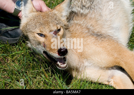 Raccolte coyote Foto Stock